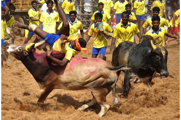 Other aspects of Jallikattu