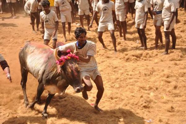 Three Jallikattu spectators die in Tamil Nadu