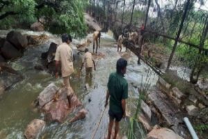 Tiger Safari of Hyderabad Zoo flooded, animals safe